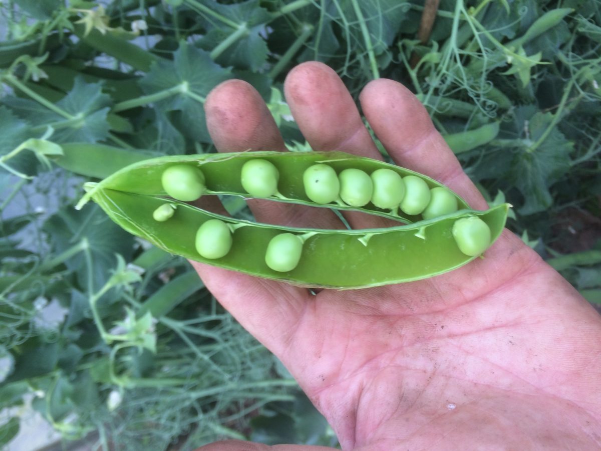 10 RARE AND DELICIOUS HERITAGE AND HEIRLOOM PEA VARIETIES TO GROW FOR ...