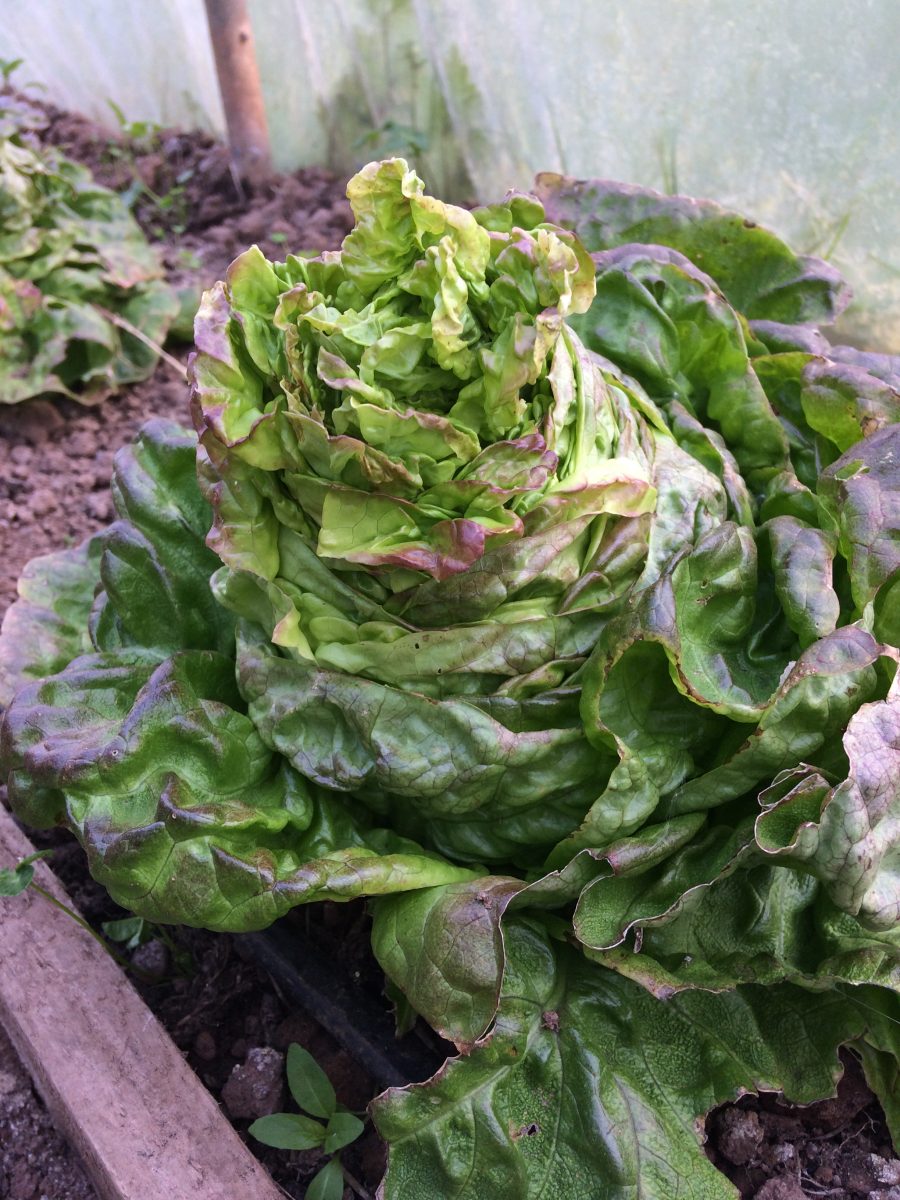 SAVING LETTUCE SEED The Seed Detective