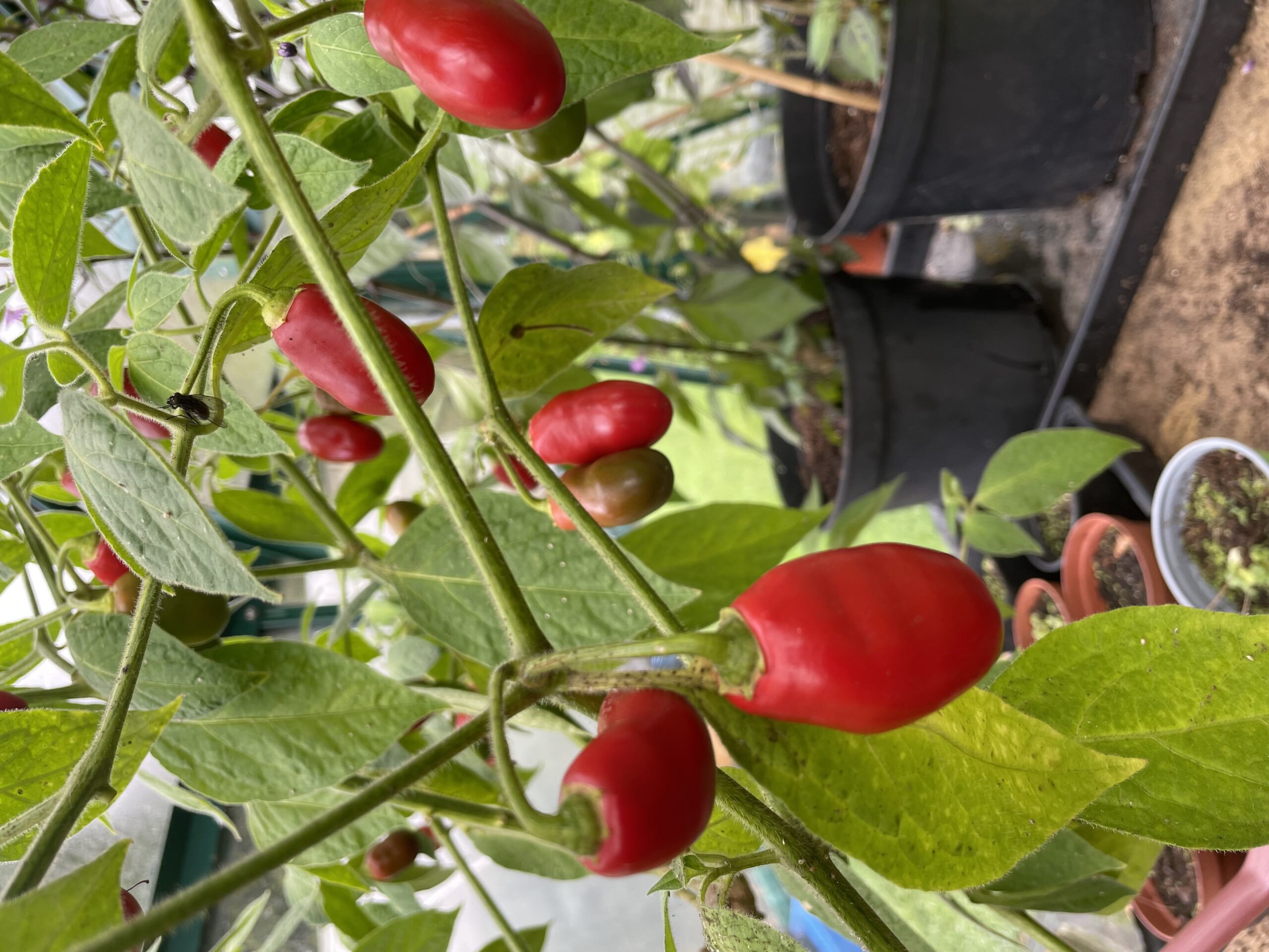 thumbnail image 2 of HEIRLOOM Finger Hot Chilli Pepper Seeds - 50+ Organic, High Yield, Premium Strain, USA Grown 2 of 6